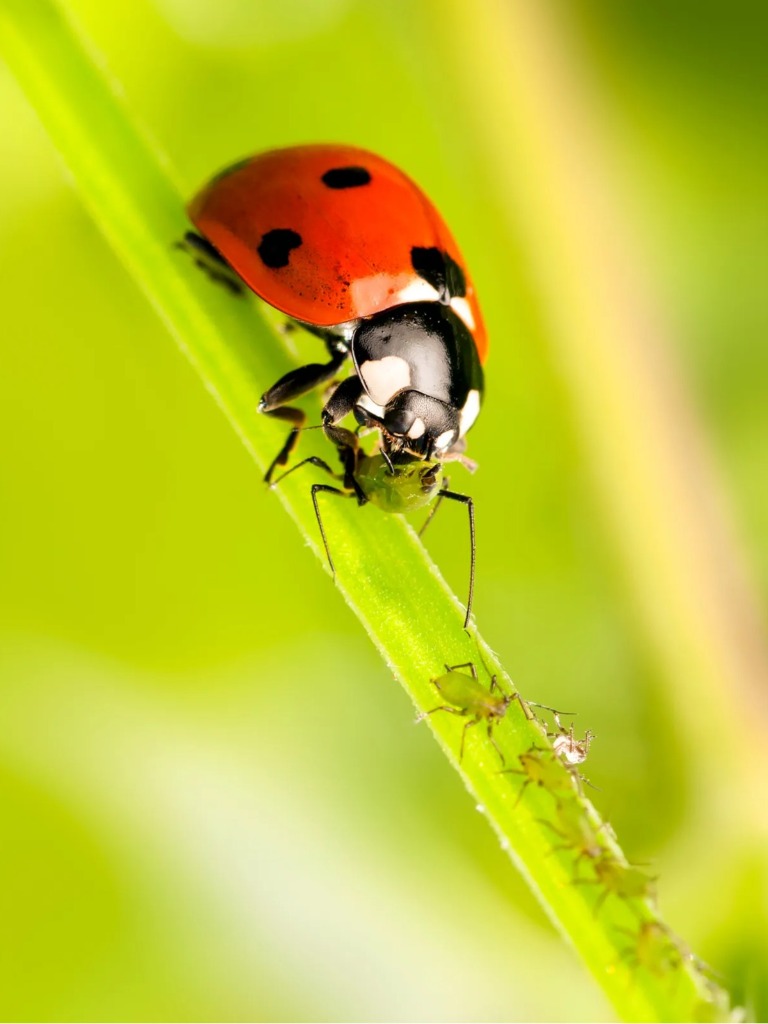 Ladybug on Plant