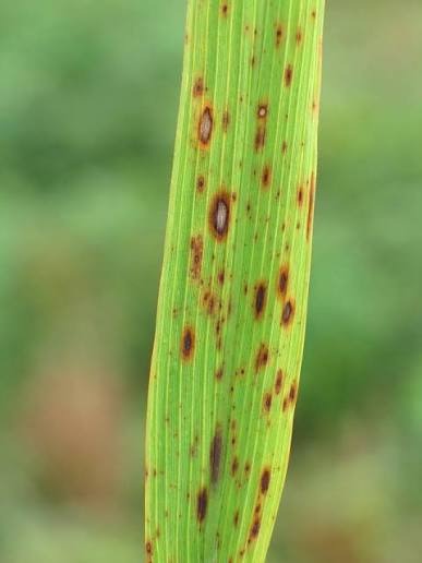 Plant Disease Spot